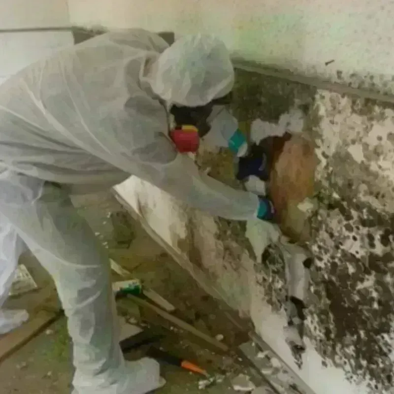 Mold Remediation and Removal in Little Chute, WI